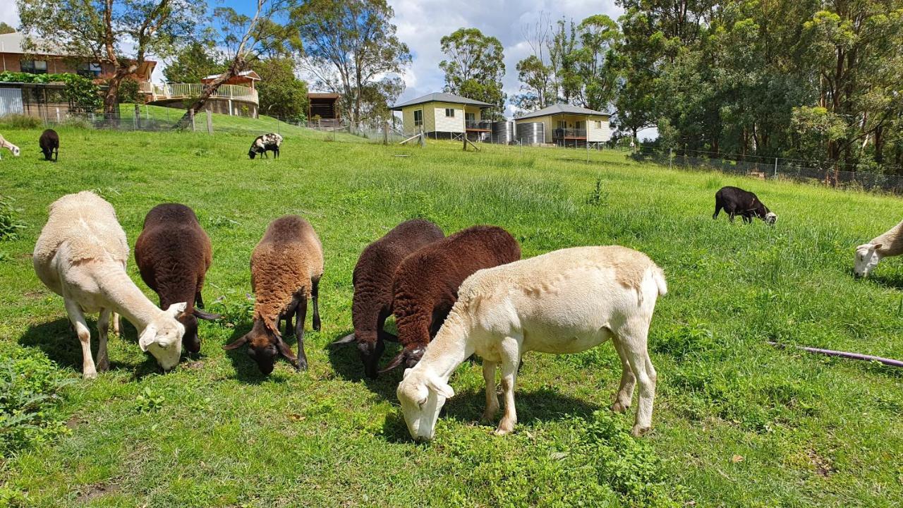 Blueberry Hills On Comleroy Farmstay - Self-Contained Cottages Kurrajong Buitenkant foto