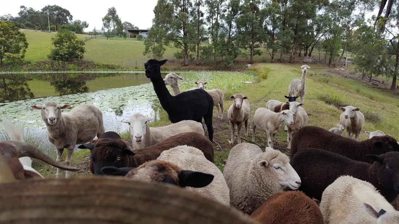 Blueberry Hills On Comleroy Farmstay - Self-Contained Cottages Kurrajong Buitenkant foto